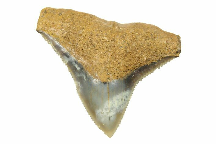 Fossil Bull Shark Tooth (Carcharhinus) - Unusual Location #259516